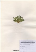 藏品(仙掌藻)的圖片